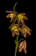 Fritillaria affinis - Chocolat Lily 15-8507